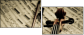 54506799