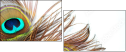 54904462