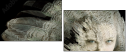 55066305
