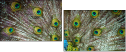 55839349