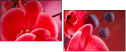 56946263