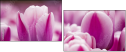 59655482