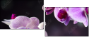 60355585