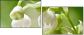 60390048