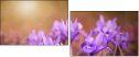 62325008