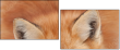 62758452