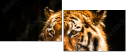 63858890