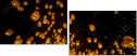 64122199