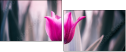 64764668