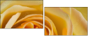 64954045