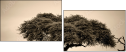 67091095