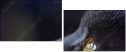 67261784