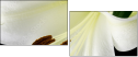 67444338