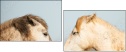 68105257