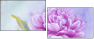 69000321