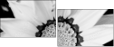 71181016