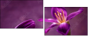 79035921