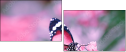 95266681