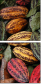 11160772