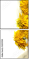 132593190