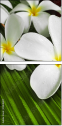13848417
