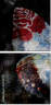 139107091
