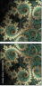 144040058