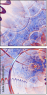 144040243