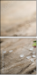 20624590