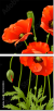 21203923