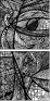 229082617