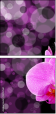 23152561