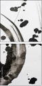 23695176