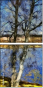 252232371