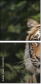 26122223