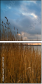 26174733