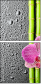 26606581