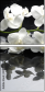 28907767