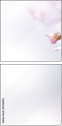 29266814