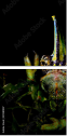 29381007