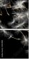 30521892