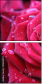 30650072
