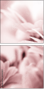 31030439