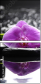 32225691