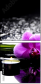 32250117