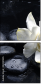 32251345