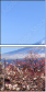 32966670