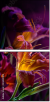 34429409