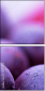 35113931