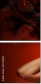 35756835